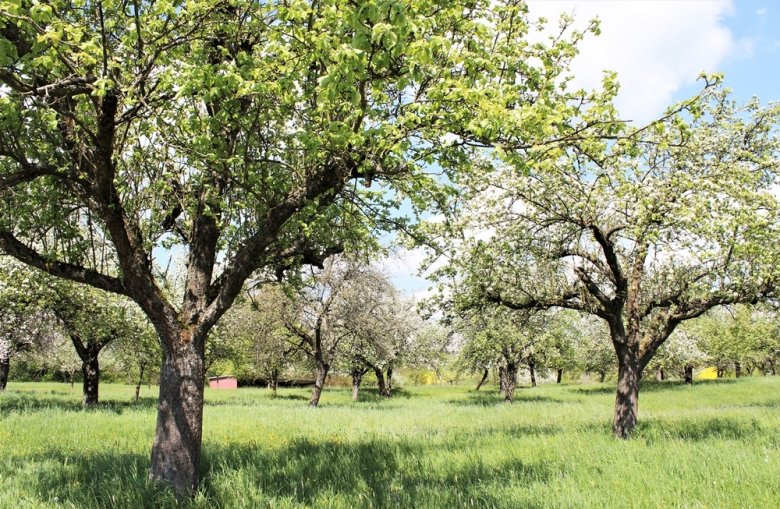 Foto einer Streuobstwiese