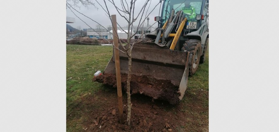 Foto Bagger und junger Baum