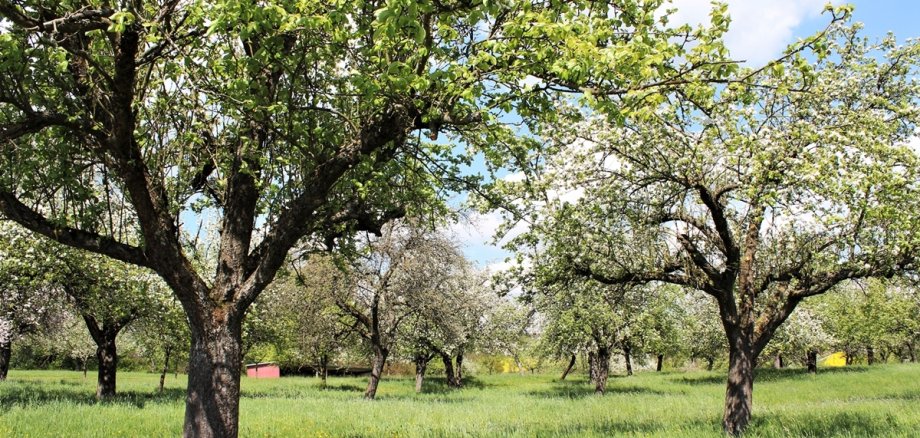 Foto Streuobstwiese