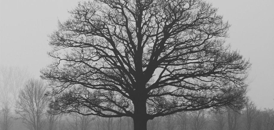 Foto November-Baum im Nebel